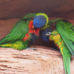 Rainbow lorikeets (Trichoglossus moluccanus), 2022-08-28