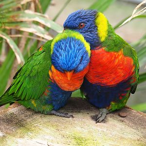 Rainbow lorikeets (Trichoglossus moluccanus), 2022-08-28
