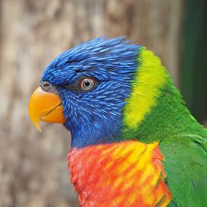 Rainbow lorikeet (Trichoglossus moluccanus), 2022-08-28