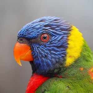 Rainbow lorikeet (Trichoglossus moluccanus), 2022-08-28