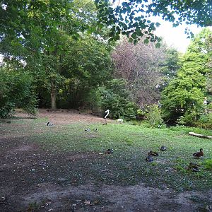 Saddle-billed stork and Bewick's swan exhibit, 2022-08-28