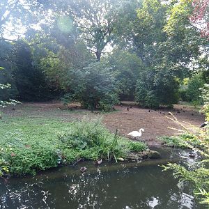 Saddle-billed stork and Bewick's swan exhibit, 2022-08-28
