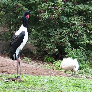 Saddle-billed stork (Ephippiorhynchus senegalensis) and Bewick's swan (Cygnus columbianus bewickii), 2022-08-28