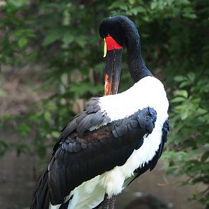 Saddle-billed stork (Ephippiorhynchus senegalensis), 2022-08-28