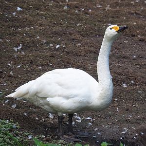 Bewick's swan (Cygnus columbianus bewickii), 2022-08-28