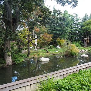 Nepalese red panda and Red-crowned crane exhibit, 2022-08-28