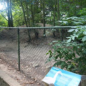 Swan goose exhibit, 2022-08-28