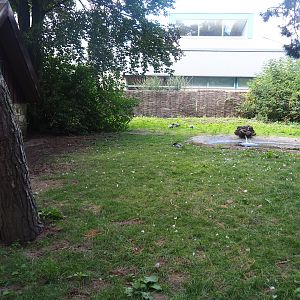 Barnacle goose exhibit, 2022-08-28