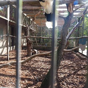 Great hornbill and Himalayan monal pheasant aviary, 2022-08-28