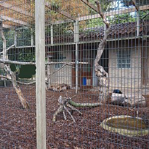 Great hornbill and Himalayan monal pheasant aviary, 2022-08-28