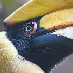 Great hornbill (Buceros bicornis), 2022-08-28