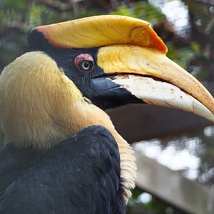 Great hornbill (Buceros bicornis), 2022-08-28