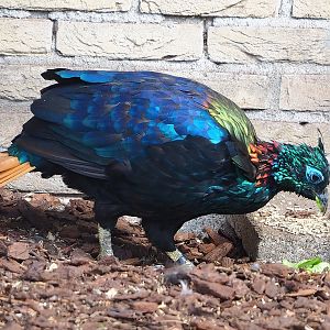 Male Himalayan monal pheasant (Lophophorus impejanus), 2022-08-28