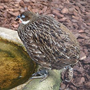 Female Himalayan monal pheasant (Lophophorus impejanus), 2022-08-28