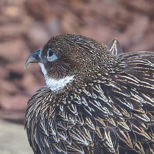 Female Himalayan monal pheasant (Lophophorus impejanus), 2022-08-28