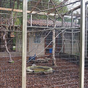 Victoria crowned pigeon, Silky starling and Mountain peacock-pheasant aviary, 2022-08-28