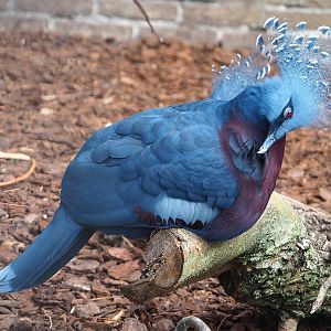 Victoria crowned pigeon (Goura victoria), 2022-08-28