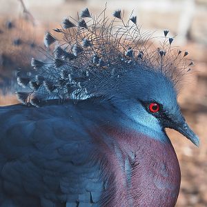 Victoria crowned pigeon (Goura victoria), 2022-08-28