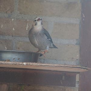 Silky starling or Red-billed starling (Spodiopsar sericeus), 2022-08-28