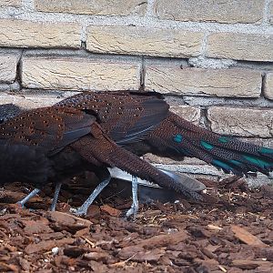 Mountain peacock-pheasants (Polyplectron inopinatum), 2022-08-28