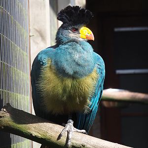 Great blue turaco (Corythaeola cristata), 2022-08-28
