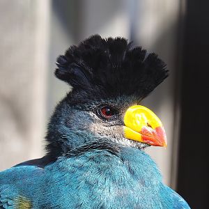 Great blue turaco (Corythaeola cristata), 2022-08-28