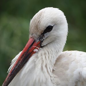 European white stork (Ciconia ciconia), 2022-08-28