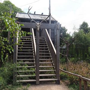 Hunting cabin-themed viewing area for Steller's sea eagle, Common raven and Common black kite aviary, 2022-08-28