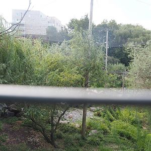 Steller's sea eagle, Common raven and Common black kite aviary seen from hunting cabin-themed viewing area, 2022-08-28