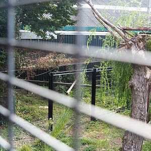 Larger side aviary for Steller's sea eagle, Common raven and Common black kite aviary, 2022-08-28