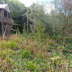 Steller's sea eagle, Common raven and Common black kite aviary, 2022-08-28