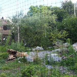 Steller's sea eagle, Common raven and Common black kite aviary, 2022-08-28