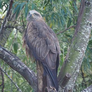 Common black kite (Milvus migrans migrans), 2022-08-28