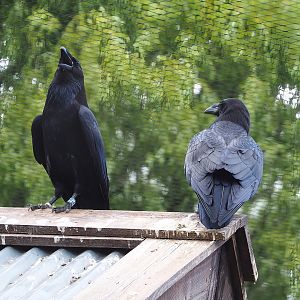 Common ravens (Corvus corax corax), 2022-08-28