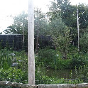 Steller's sea eagle, Common raven and Common black kite aviary, 2022-08-28