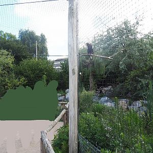 Steller's sea eagle, Common raven and Common black kite aviary with viewing area beneath aviary mesh, 2022-08-28