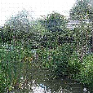 Steller's sea eagle, Common raven and Common black kite aviary, 2022-08-28