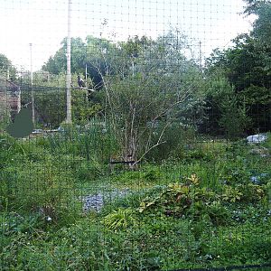 Steller's sea eagle, Common raven and Common black kite aviary, 2022-08-28