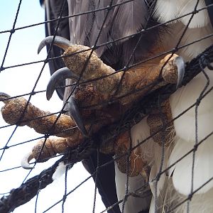 Steller's sea eagle (Haliaeetus pelagicus) feet, 2022-08-28