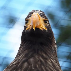 Steller's sea eagle (Haliaeetus pelagicus), 2022-08-28