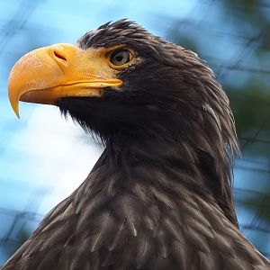 Steller's sea eagle (Haliaeetus pelagicus), 2022-08-28