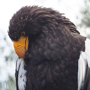 Steller's sea eagle (Haliaeetus pelagicus), 2022-08-28