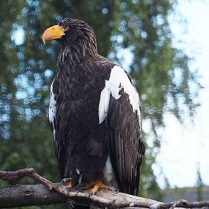 Steller's sea eagle (Haliaeetus pelagicus), 2022-08-28