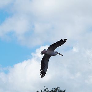 Great white pelican (Pelecanus onocrotalus) in flight, 2022-08-28