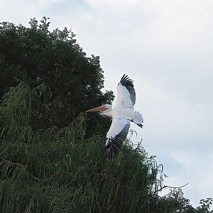 Great white pelican (Pelecanus onocrotalus) in flight, 2022-08-28