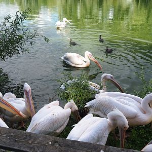 Great white pelicans (Pelecanus onocrotalus) and Great cormorants (Phalacrocorax carbo), 2022-08-28