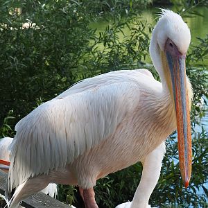 Great white pelican (Pelecanus onocrotalus), 2022-08-28