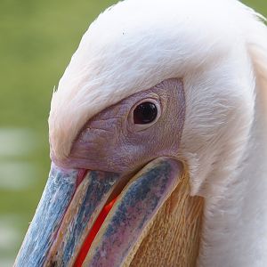 Great white pelican (Pelecanus onocrotalus), 2022-08-28
