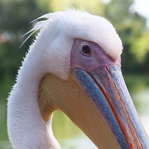 Great white pelican (Pelecanus onocrotalus), 2022-08-28