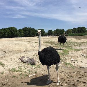Amazing Ostrich Photo